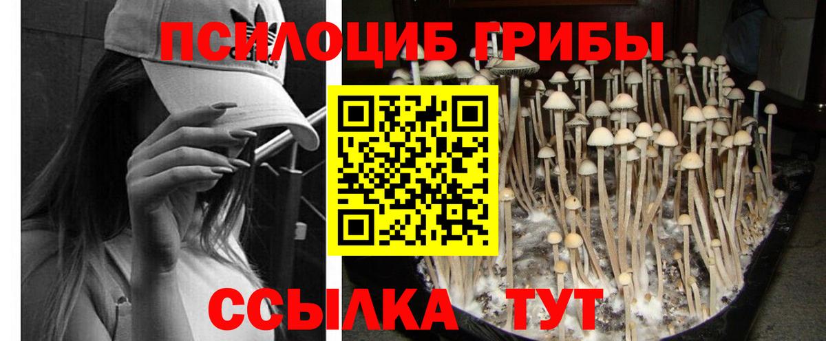 Псилоцибиновые грибы Psilocybe  Псилоцибиновые грибы прущие грибы  Богородицк  где продают наркотики  Вход с VPN 